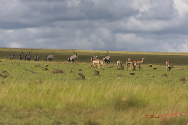 051 SPB 9 Savane Oryx et Impalas en Troupeau 12E5K3IMG_90722wtmk.jpg