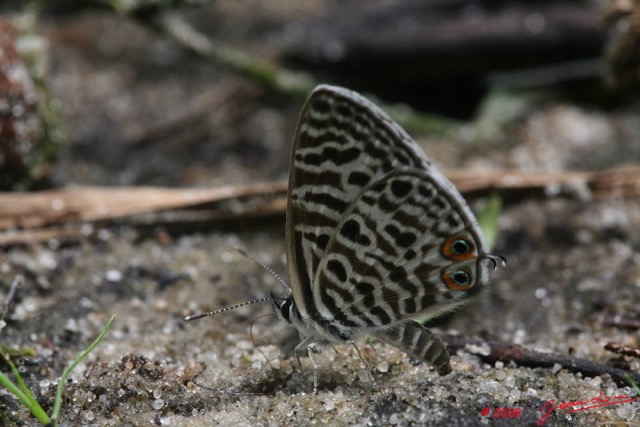 018 Pic de BELE 2 Lepidoptere Lycaenidae Leptotes pirithous m 8EIMG_15312WTMK.JPG