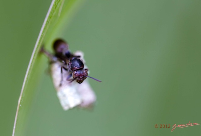 051 MIMONGO Insecte Hymenoptere dans le Chaillu 12E5K2IMG_74624wtmk.jpg