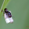 051 MIMONGO Insecte Hymenoptere dans le Chaillu 12E5K2IMG_74624wtmk.jpg