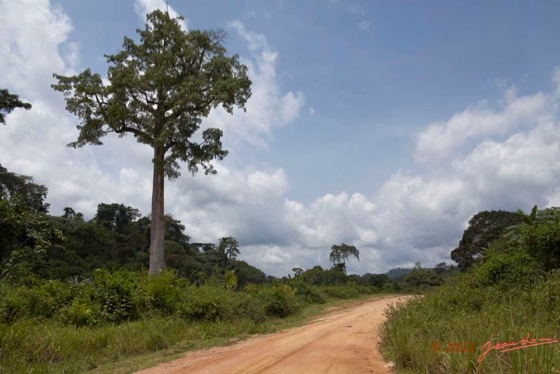 MIMONGO-Piste-et-Arbre-Bombacacea-Fromager-Ceiba-pentandra-dans-le-Chaillu-12E5K2IMG_74608wtmk-Web