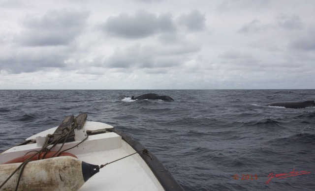 003 BALEINES 2 Bateau et Baleines 15E5K3IMG_108458wtmk.jpg