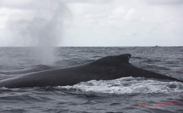 004 BALEINES 2 Baleines Aileron Dorsal et Souffle 15E5K3IMG_108464wtmk.jpg