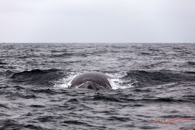 008 Baleines de Libreville le Dos 13E5K3IMG_93334wtmk.jpg