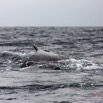 010 Baleines de Libreville le Dos 13E5K3IMG_93345wtmk.jpg