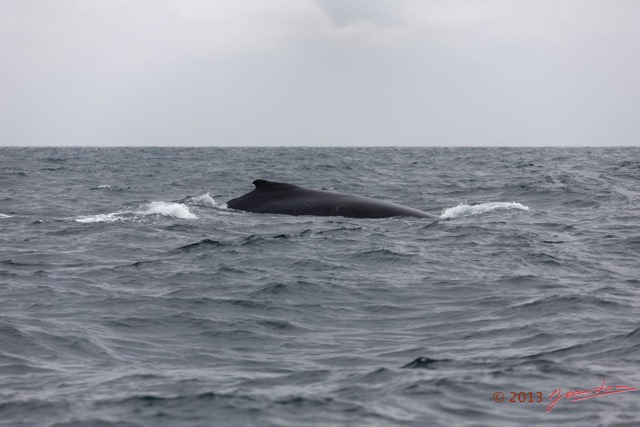014 Baleines de Libreville le Dos 13E5K3IMG_93368wtmk.jpg