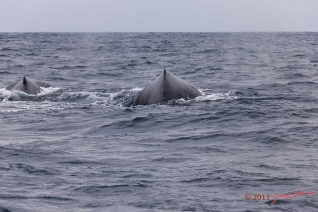 015 Baleines de Libreville Duo 13E5K3IMG_93385wtmk.jpg