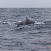 015 Baleines de Libreville Duo 13E5K3IMG_93385wtmk.jpg