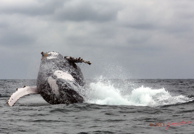 019 Baleines de Libreville le Saut 13E5K3IMG_93388awtmk.jpg
