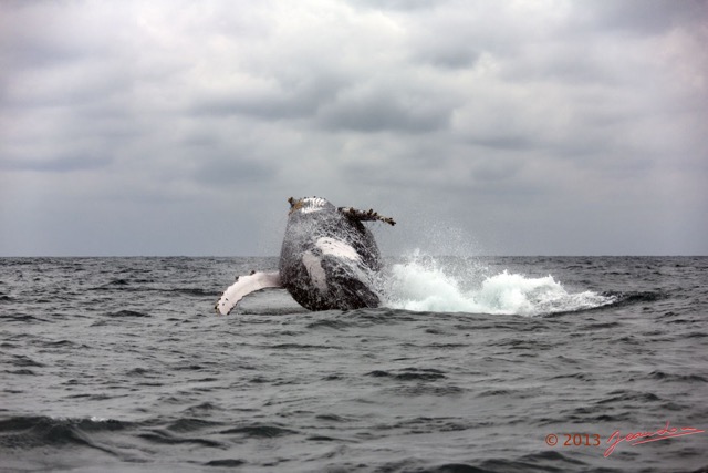 020 Baleines de Libreville le Saut 13E5K3IMG_93388wtmk.jpg