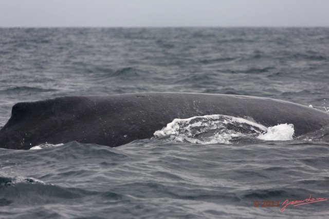 026 Baleines de Libreville le Dos 13E5K3IMG_93452wtmk.jpg