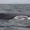 026 Baleines de Libreville le Dos 13E5K3IMG_93452wtmk.jpg