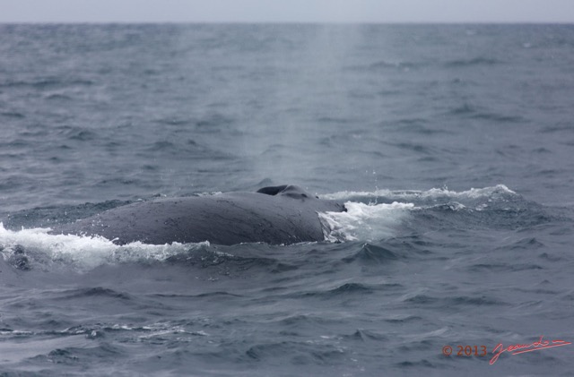 030 Baleines de Libreville Expulsion Air 13E5K3IMG_93469wtmk.jpg
