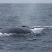 030 Baleines de Libreville Expulsion Air 13E5K3IMG_93469wtmk.jpg
