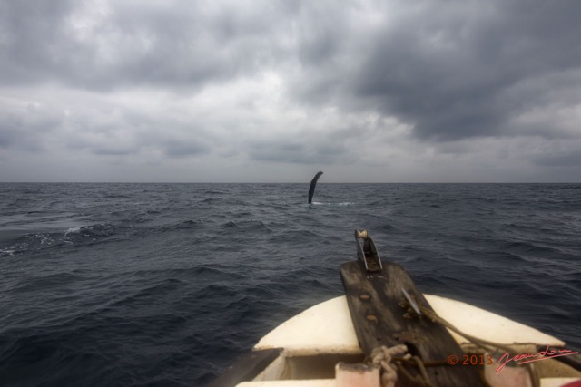 037 Baleines de Libreville Nage sur le Dos Vu du Bateau 13E5K3IMG_93573wtmk.jpg