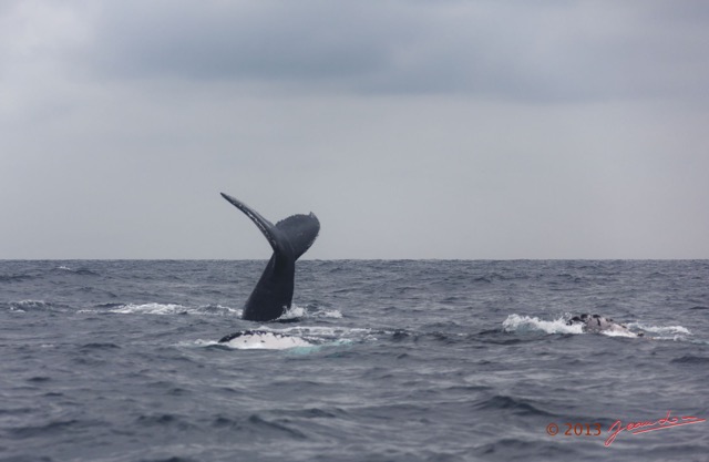 045 Baleines de Libreville Duo 13E5K3IMG_93593wtmk.jpg