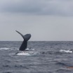 045 Baleines de Libreville Duo 13E5K3IMG_93593wtmk.jpg