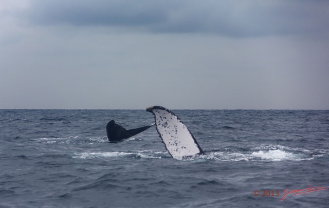 046 Baleines de Libreville Duo 13E5K3IMG_93597wtmk.jpg