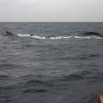 048 Baleines de Libreville Vues du Bateau 13E5K3IMG_93621wtmk.jpg