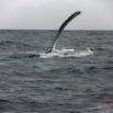 053 Baleines de Libreville Nage sur le Dos 13E5K3IMG_93635wtmk.jpg