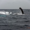 055 Baleines de Libreville Nage sur le Dos 13E5K3IMG_93638wtmk.jpg