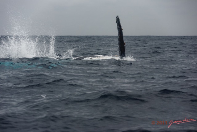 056 Baleines de Libreville Nage sur le Dos 13E5K3IMG_93639wtmk.jpg