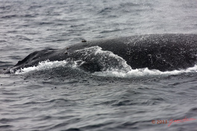 059 Baleines de Libreville Pres du Bateau 13E5K3IMG_93666wtmk.jpg