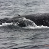 059 Baleines de Libreville Pres du Bateau 13E5K3IMG_93666wtmk.jpg