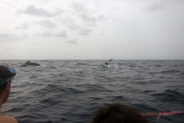 065 Baleines de Libreville Vue du Bateau 13E5K3IMG_93707wtmk.jpg