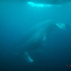 068 Baleines de Libreville Vue sous la Surface 13WG3IMG_8P0017awtmk.jpg