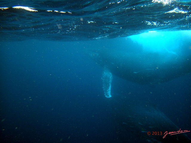 070 Baleines de Libreville Vue sous la Surface 13WG3IMG_8P0019awtmk.jpg