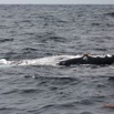 072 Baleines de Libreville Nage sur le Dos 13E5K3IMG_93760wtmk.jpg