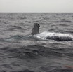 073 Baleines de Libreville Nage sur le Dos 13E5K3IMG_93776wtmk.jpg