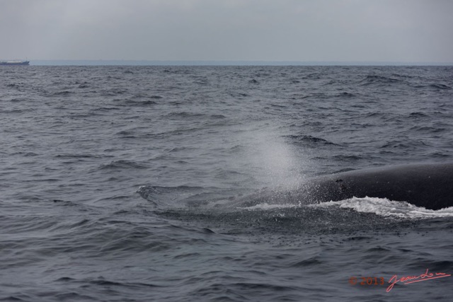 075 Baleines de Libreville Expulsion Air 13E5K3IMG_93792wtmk.jpg