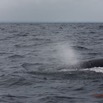 075 Baleines de Libreville Expulsion Air 13E5K3IMG_93792wtmk.jpg