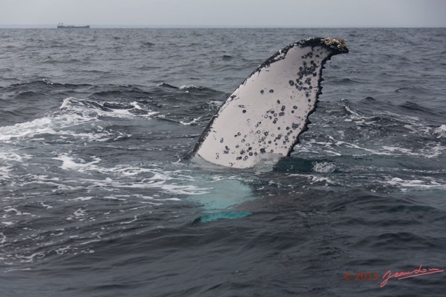 080 Baleines de Libreville Nageoire Pelvienne 13E5K3IMG_93809wtmk.jpg