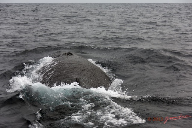 082 Baleines de Libreville le Dos 13E5K3IMG_93834wtmk.jpg