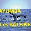 032 Titre Photos Mayumba Baleines.jpg