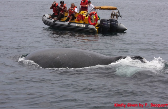 043 MAYUMBA Vision Impressionnante de Baleines 0931WTMK.jpg