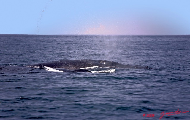 060 MAYUMBA les Baleines Respiration 8EIMG_23219wtmk.jpg