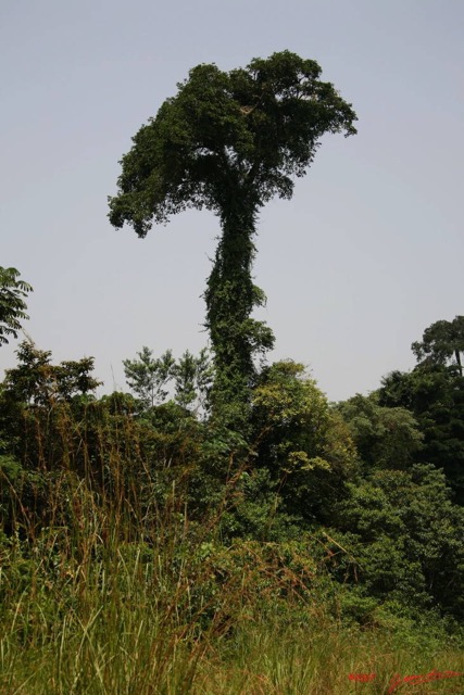 005 KONGOU 1 Piste Makokou-Okondja Arbre IMG_2495awtmk.JPG