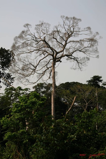 006 KONGOU 1 Piste Makokou-Okondja Arbre IMG_2513awtmk.JPG