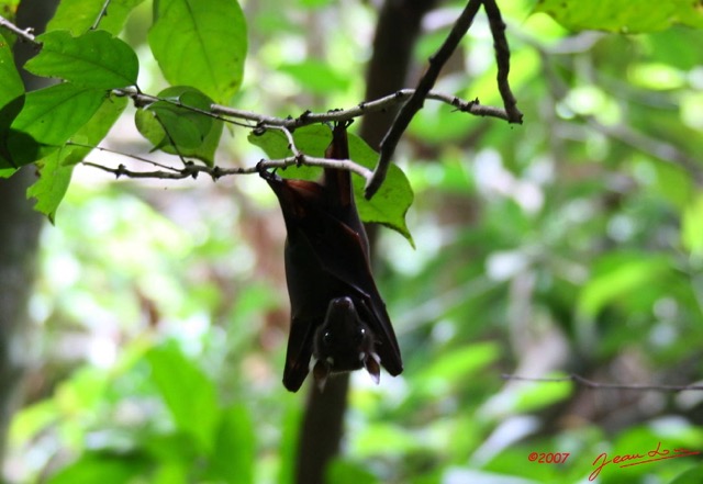 030 KONGOU 1 Chauve-Souris IMG_2783awtmk.JPG