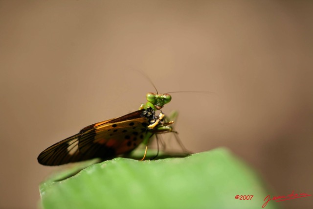 038 KONGOU 1 Mante devorant un Papillon Acraea IMG_2834WTMK.JPG