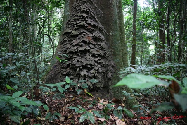 041 KONGOU 1 Arbre avec Termitiere IMG_2742WTMK.JPG