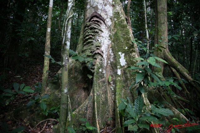 042 KONGOU 1 Arbre avec Termitiere IMG_2758WTMK.JPG