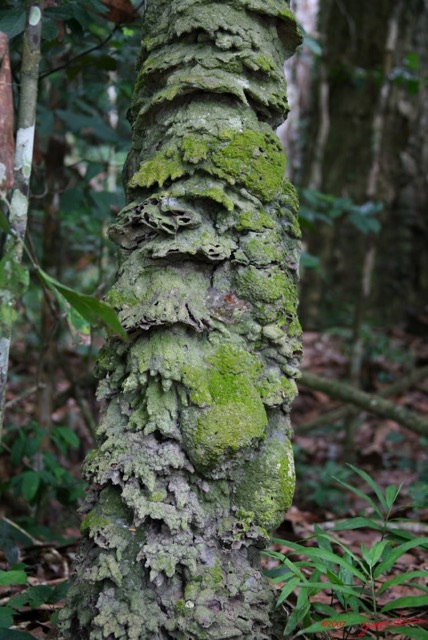 045 KONGOU 1 Arbre IMG_2767awtmk.JPG