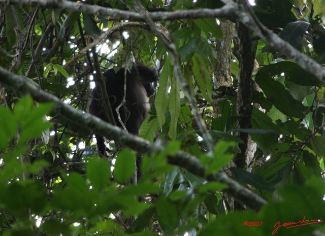 068 KONGOU 1 Singe Lophocebus albigena IMG_2878cwtmk.JPG