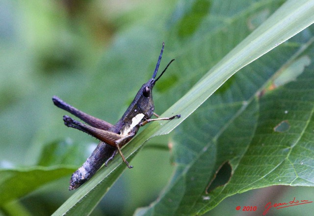 022 KONGOU 2 Insecte Orthoptere Criquet 10E5K2IMG_59609wtmk.jpg