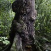 080 KONGOU 2 Arbre au Tronc Bossele 10E5K2IMG_59968wtmk.jpg